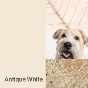 Antique White Color-Up paint finish swatch for Designer Series cabinets